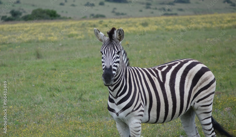 Naklejka premium Zebra in der Savanne