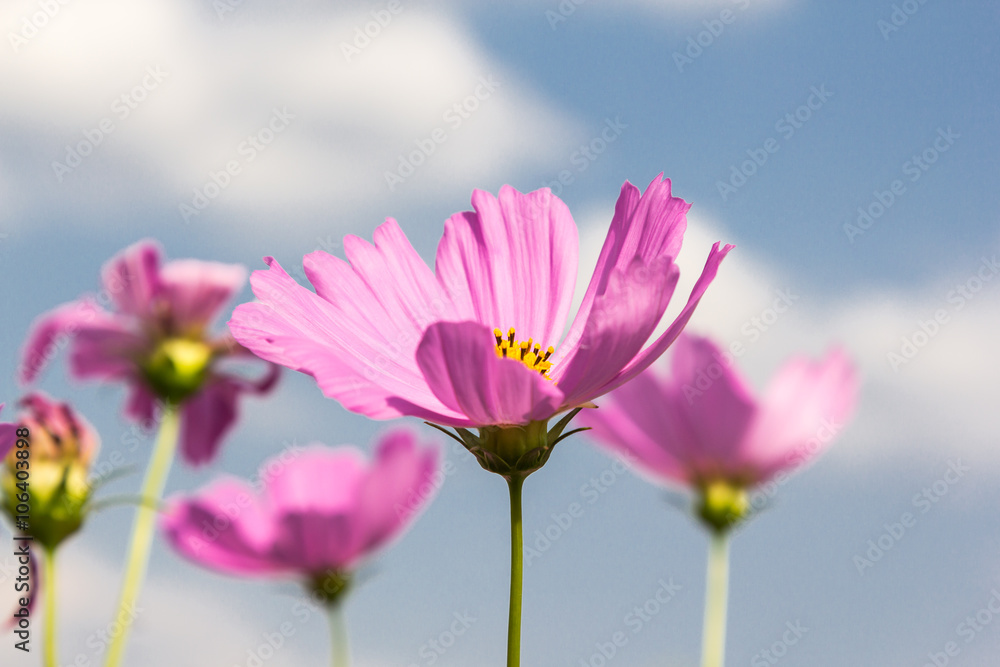 pink cosmos pink cosmos