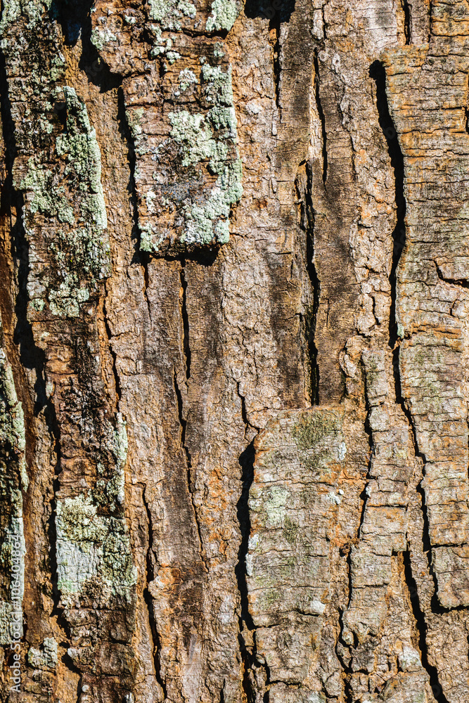 Obraz premium Tree texture