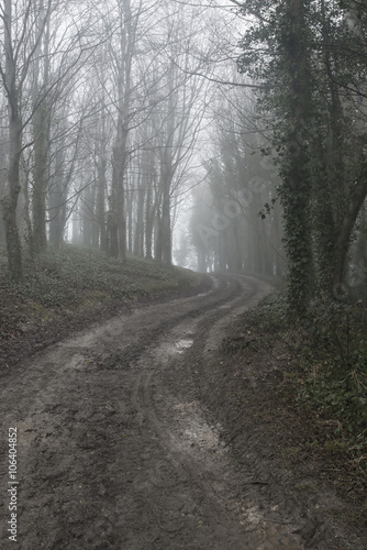 Moody dramatic foggy forest landscape Spring Autumn Fall © veneratio