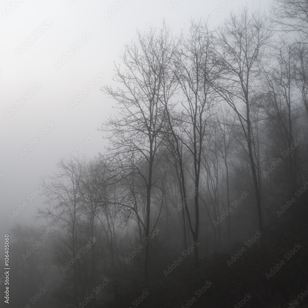 Moody dramatic foggy forest landscape Spring Autumn Fall Moody dramatic foggy forest landscape Spring Autumn Fall