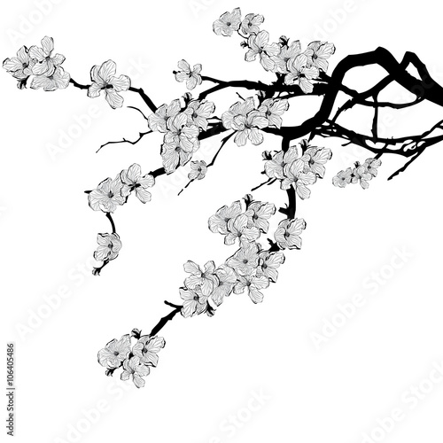 branch of cherry tree