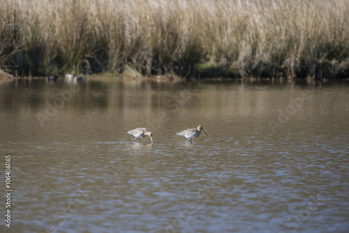 Pair of black tailed godwit limosa limosa feeding in shallow wat