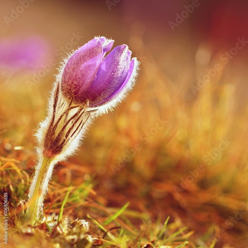 Beautiful blooming spring flowers in the meadow at sunset. Natural colored blurred background. Pasque Flowers - Pulsatilla grandis.