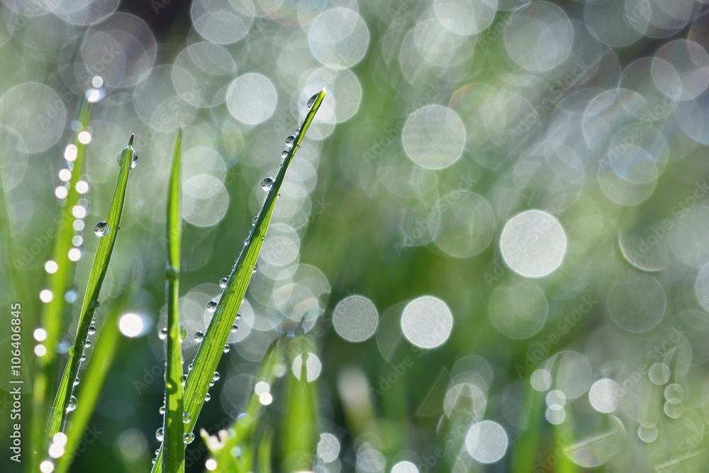 Obraz premium Dew on the grass. Beautiful natural spring blurred background. Morning in the grass