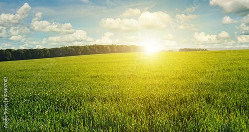 Beautiful sunset on green field