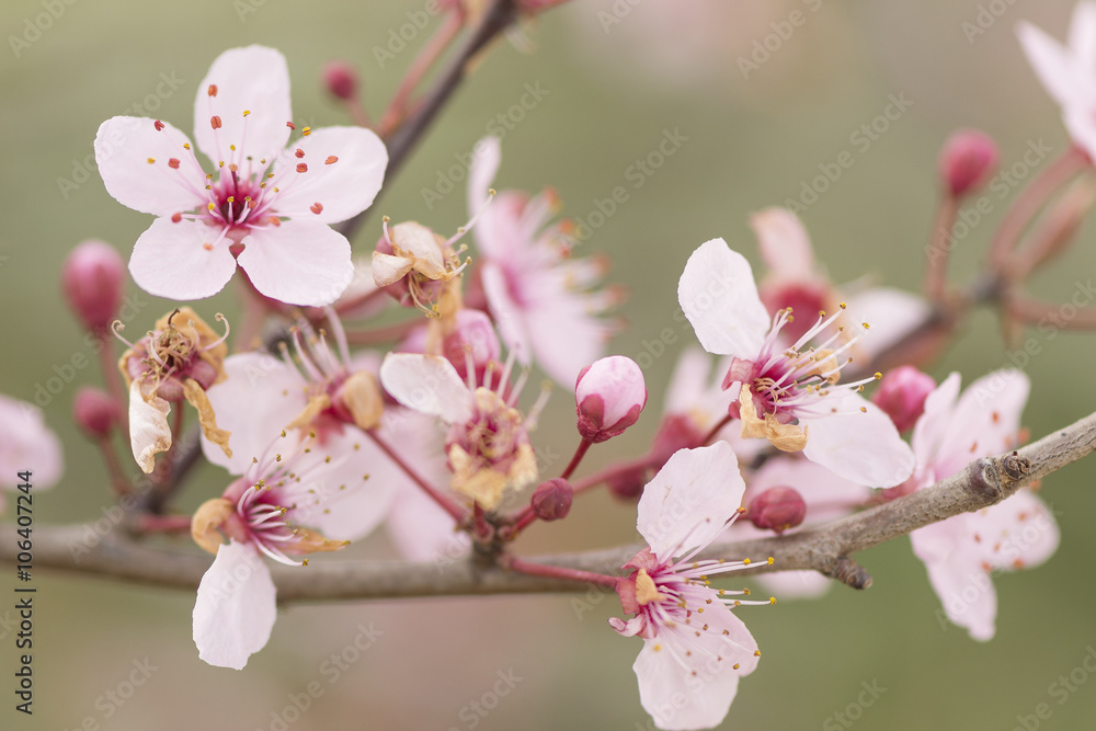 branch of a blossoming tree close-up branch of a blossoming tree close-up