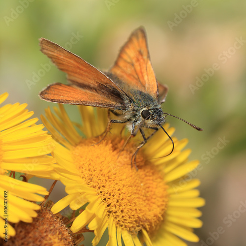 Essex Skipper butterfly (Thymelicus lineola), female nectaring on a Tansy flower, Newlyn, Cornwall, England, UK. photo