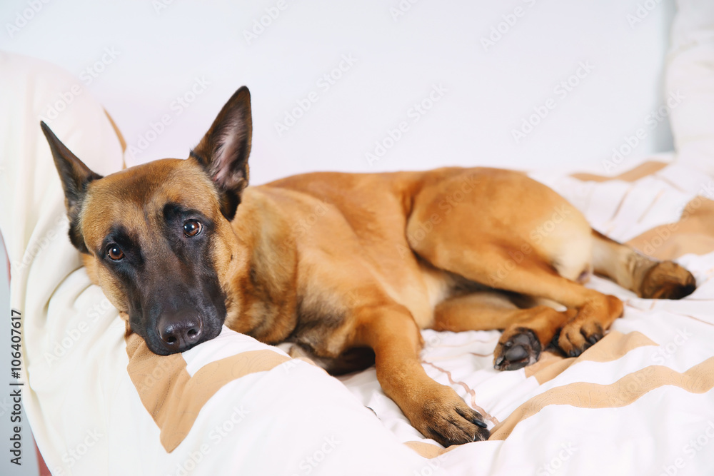 Belgian Shepherd dog Malinois lying on owner's bed