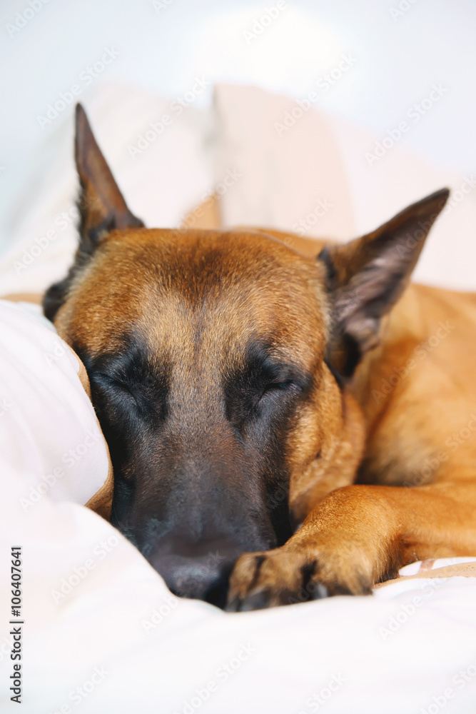 Belgian Shepherd dog Malinois sleeping on owner's bed