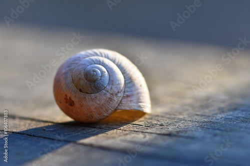 Snail shell on a wooden background