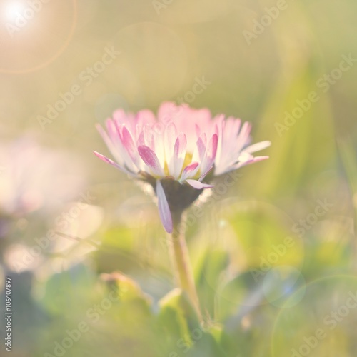 Beautiful blooming daisy in the grass with the sun in the spring.