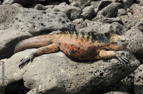 Galapagos Meerechse  photo