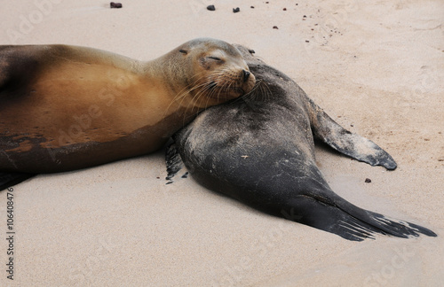 Galapagos Seelöwen schlafen