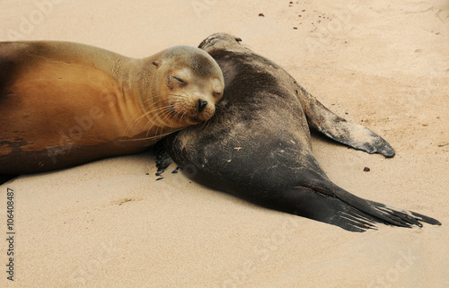 Galapagos Seelöwen schlafen