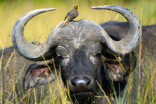 Foto African buffalo and a red-billed oxpecker, Maasai Mara Game Reserve, Kenya