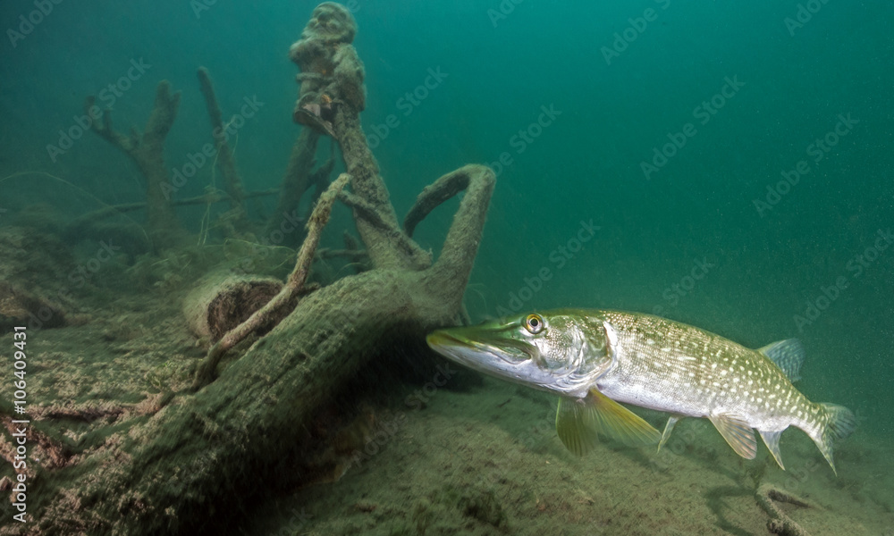 Fototapeta premium Pike
