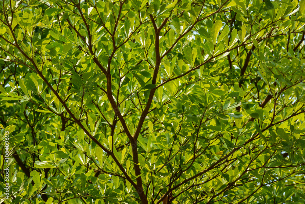 Obraz premium Green leaves background