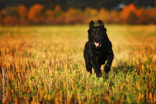 Labrador running fast through a field