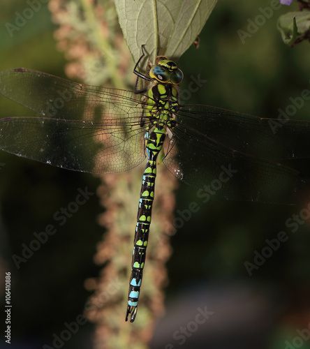 Southern Hawker dragonfly, (Aeshna cyanea), male hanging from a leaf, Gloucestershire, England, UK.