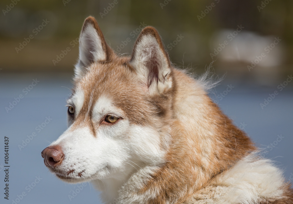 chien de traîneau chien de traîneau