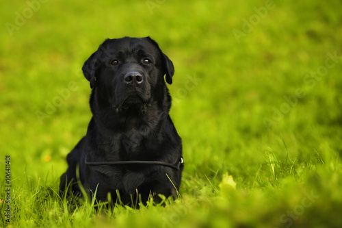 black Labrador Retriever lying
