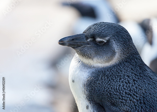 Junger Pinguin schaut nach links / young penguin looks to the left