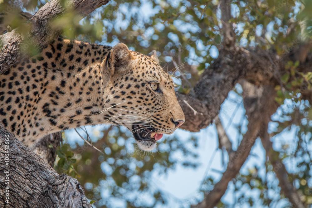 Obraz premium Side profile of a Leopard