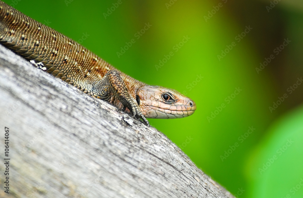 The viviparous lizard or common lizard (Zootoca vivipara)