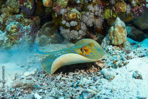 Bluespotted ribbontail ray (Taeniura lymma) swimming, in the Red Sea, Egypt.