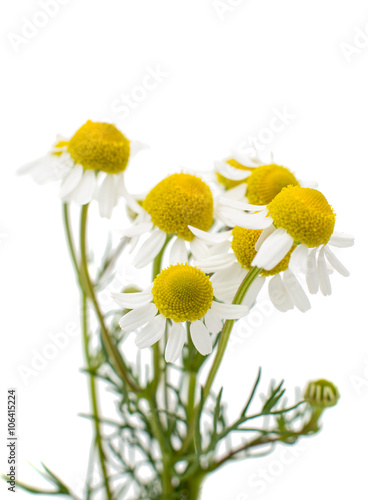 Medical daisy