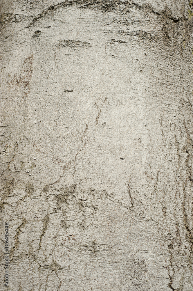 Obraz premium wood texture