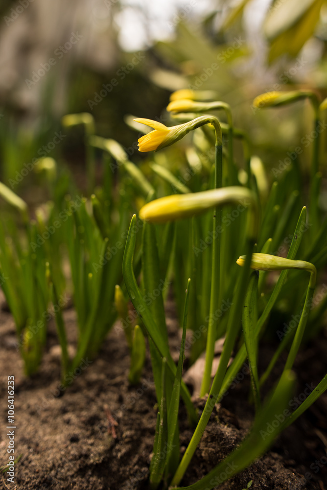 Fototapeta premium Osterglocke