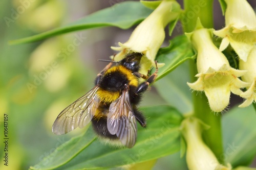 Bumble Bee and Yellow Foxglove. © paulst15