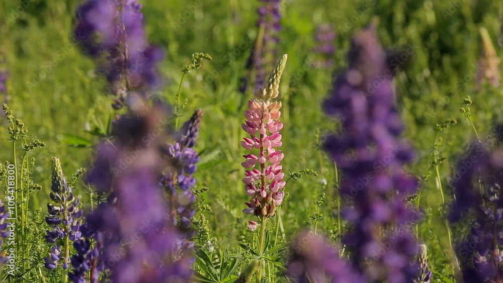 Selective focus on a pink lupin against out-of-focus purple lupins outdoors in the spring. Selective focus on a pink lupin against out-of-focus purple lupins outdoors in the spring.