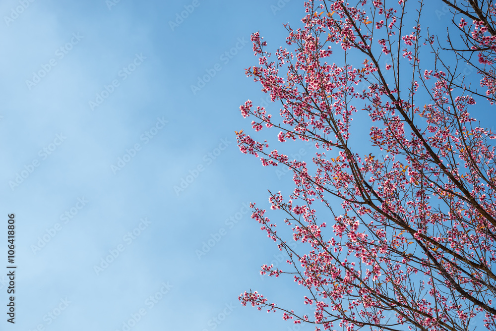 Rosy Trumpet-tree Rosy Trumpet-tree