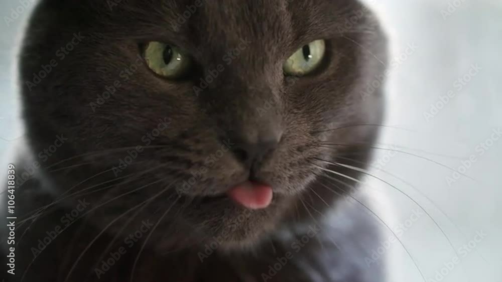 gray cat with green eyes licking his lips in slow motion 180fps, prores footage gray cat with green eyes licking his lips in slow motion 180fps, prores footage