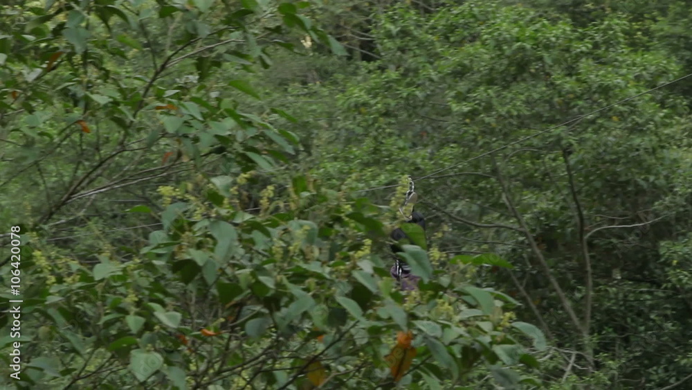 Experience the thrill as a woman zips down a zipline in reverse,disappearing into the lush forest in this exciting tracking shot. Experience the thrill as a woman zips down a zipline in reverse,disappearing into the lush forest in this exciting tracking shot.