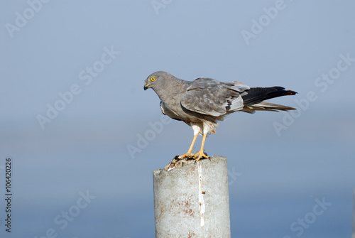 Perching Montagu Harrier photo