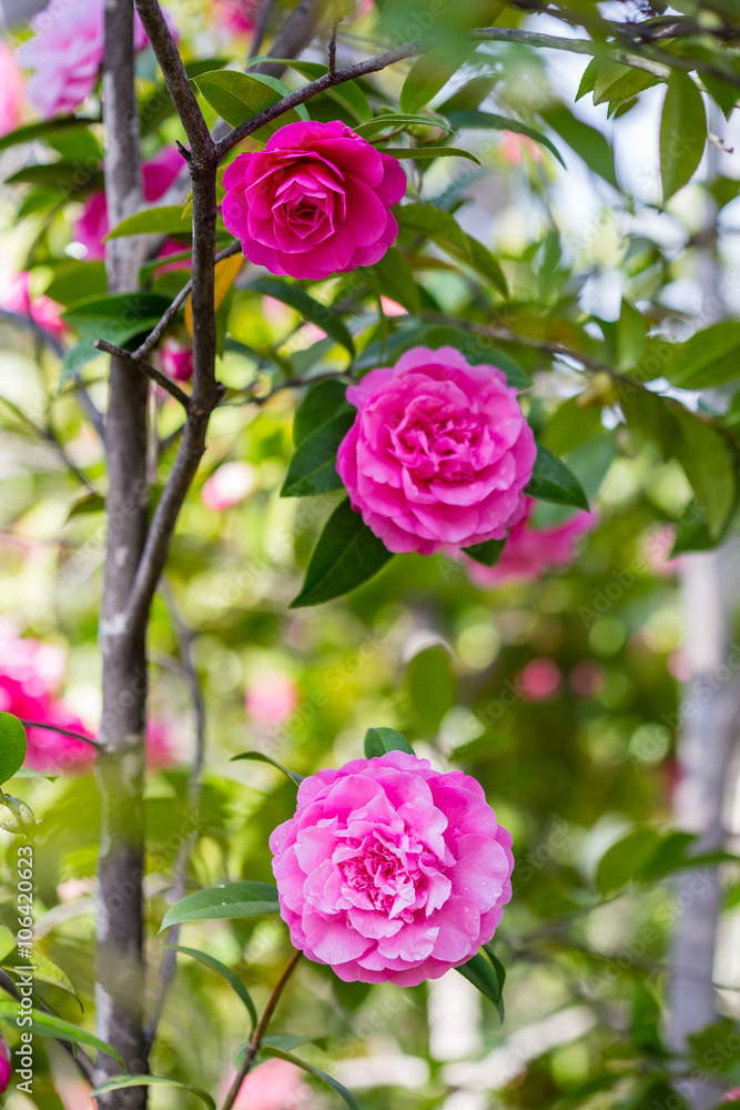 CAMELLIA JAPONICA LA SONNAMBULA CAMELLIA JAPONICA LA SONNAMBULA