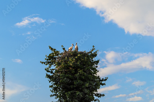 Гнездо аиста