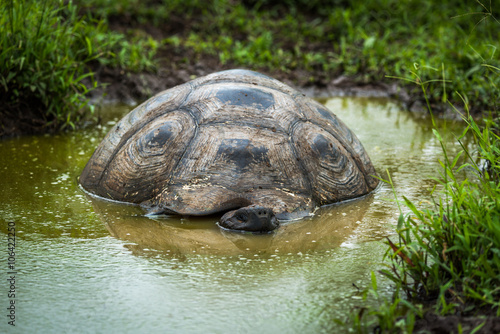 Galapagos giant tortoise lying in shallow pool