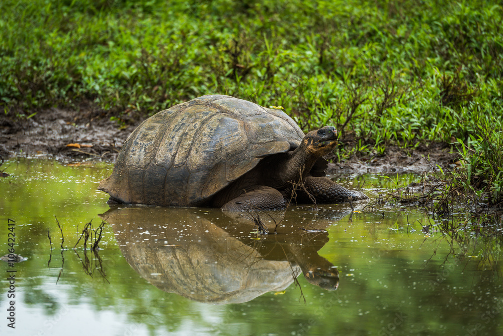 Fototapeta premium Galapagos giant tortoise reflected in shallow pond