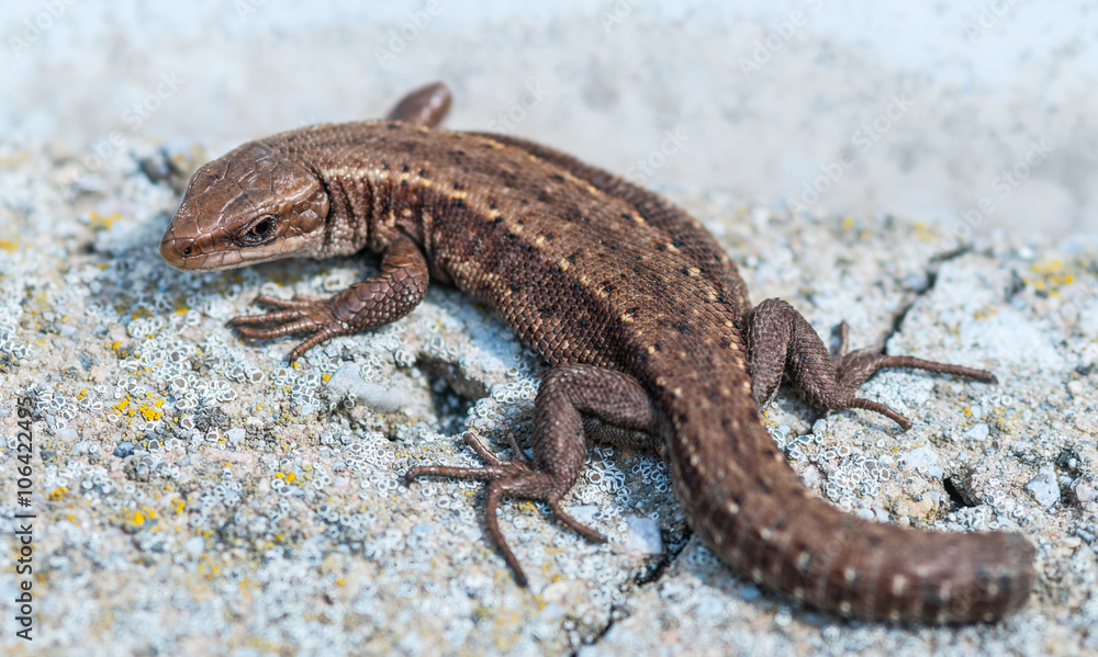 Lizard on an gray stone without a tail Lizard on an gray stone without a tail
