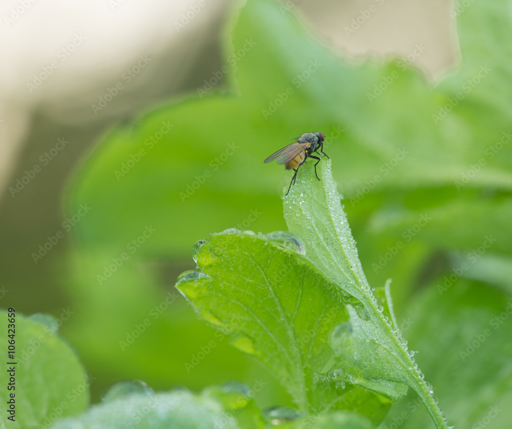 Fototapeta premium Fly resting on leaf early morning, the leaf is covered with dew