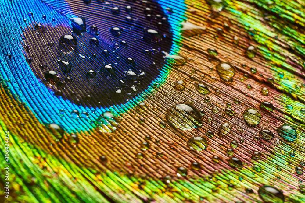 Naklejka premium Peacock feather with drops of water