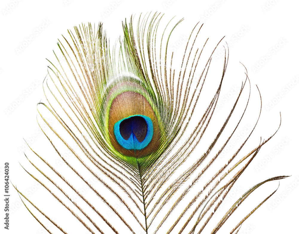 Fototapeta premium Peacock feather