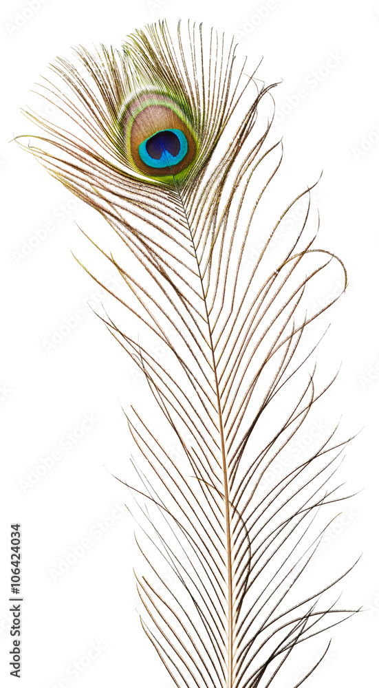 Obraz premium Peacock feather