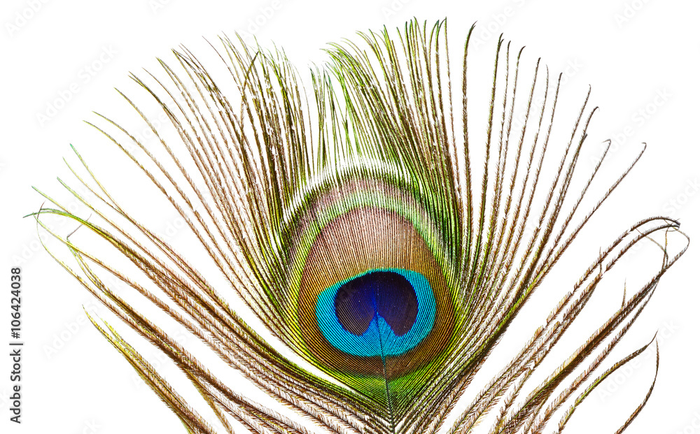 Fototapeta premium Peacock feather