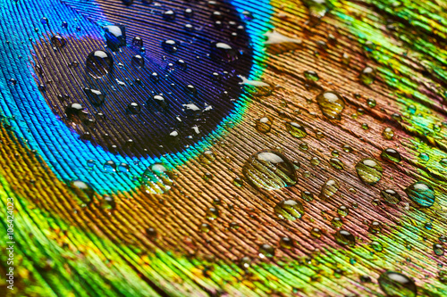 Peacock feather with drops of water